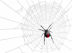 Halloween Transparent Net and Spider Picture | Gallery Yopriceville ...