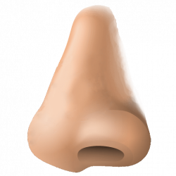 Human Nose Clipart transparent PNG - StickPNG