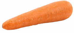 Carrot PNG Transparent Free Images | PNG Only
