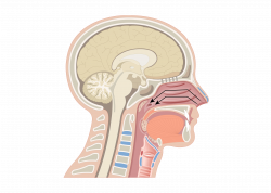 Nose & Nasal Cavity