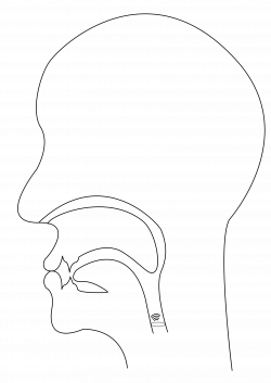 Clipart - midsagittal M - voiced bilabial nasal