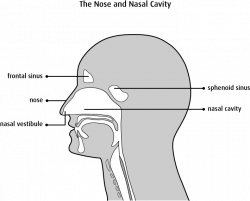 Photos: Diagram Of A Nose In Black And White, - ANATOMY LABELLED