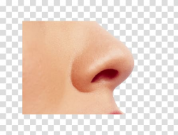 Nose graphic, Small Female Nose transparent background PNG ...