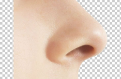 Human Nose Olfaction PNG, Clipart, Anatomy Of The Human Nose ...