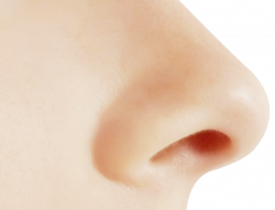 Nose PNG images free download