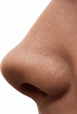 human nose png - Free PNG Images | TOPpng