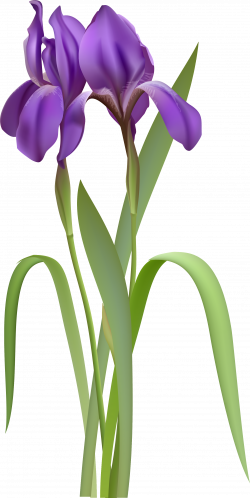 Iris Spring Flower PNG Clipart | Gallery Yopriceville - High ...