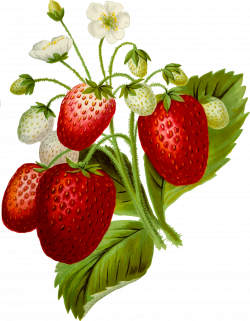 Clipart - Strawberries 2