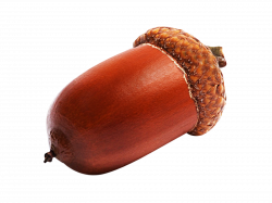 Why Acorn Nut Food is Used by Indigenous People | Freebek