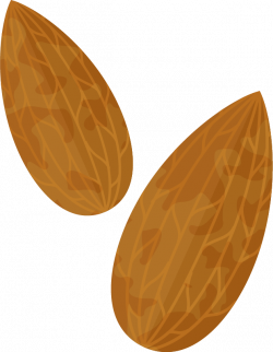 Almond PNG Transparent Free Images | PNG Only
