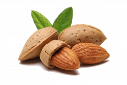 Almond PNG Transparent Images | PNG All