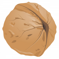Walnut PNG Clipart Image | Gallery Yopriceville - High-Quality ...