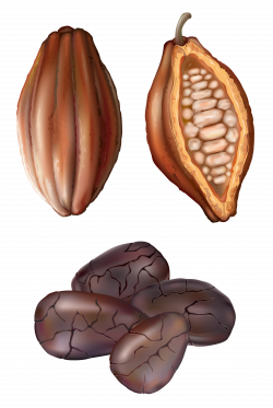Cocoa Nut PNG Clip Art - Best WEB Clipart