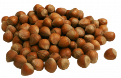 Hazelnut png - Free PNG Images | TOPpng