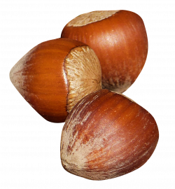 Hazelnut PNG Image - PurePNG | Free transparent CC0 PNG Image Library