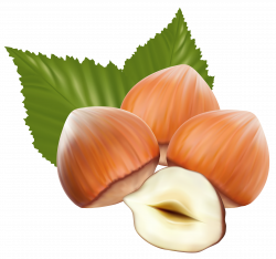 Hazelnuts PNG Clipart Image | Gallery Yopriceville - High-Quality ...