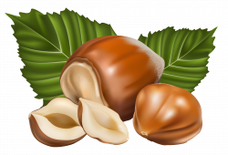 Hazelnut PNG Clipart Picture | Gallery Yopriceville - High-Quality ...