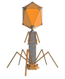 gwenbeads: Bacteriophage in Beads for the Microbiologist Nerd in You