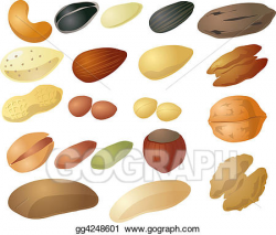 Stock Illustration - Various nuts and seeds. Clipart ...