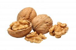 Walnut PNG Image - PurePNG | Free transparent CC0 PNG Image Library
