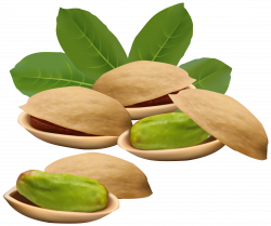 Pistachio Nuts PNG Clipart Image | Gallery Yopriceville - High ...