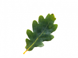 English Oak tree leaf png | Tree | Pinterest