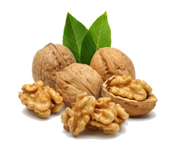 Walnut PNG images free download