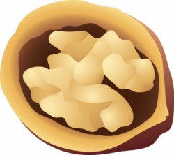 Walnut PNG images free download