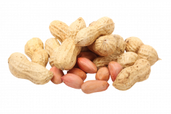 Peanuts (Arachis hypogaea) - perfect-nuts Webseite!