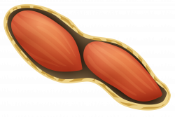 Peanut PNG Image | Gallery Yopriceville - High-Quality Images and ...