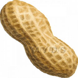 Peanut nut clip art schliferaward – Gclipart.com