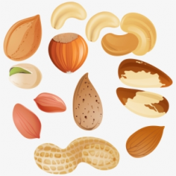 Nut Clipart Raw #2128641 - Free Cliparts on ClipartWiki