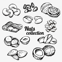 Hand Painted Roasted Nuts Vector Material, Pistachio, Cashew ...