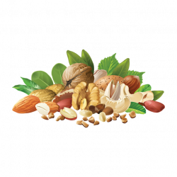 Realistic Different Nuts, Realistic Nuts, Different Types Nuts PNG ...