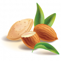 Realistic Almond Nuts Vector, Almond Nuts, Almond, Almond Vector PNG ...
