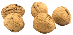 Walnut In PNG | Web Icons PNG