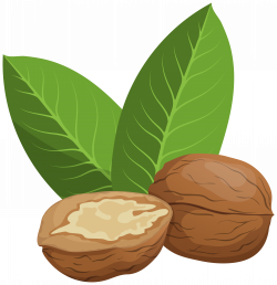 Walnuts PNG Clip Art - Best WEB Clipart
