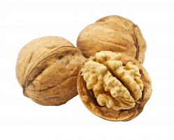 Walnuts (Juglans regia) - perfect-nuts Webseite!