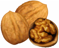 Walnuts PNG Clip Art - Best WEB Clipart