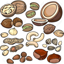 Free Nuts Clipart | Free Images at Clker.com - vector clip art ...
