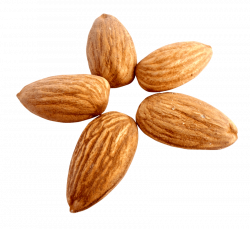 Almond png - Free PNG Images | TOPpng