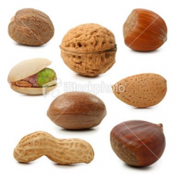 Nuts collection isolated on white background | Bison bonasus ...