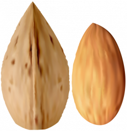 Almond Transparent PNG Clip Art | Gallery Yopriceville - High ...