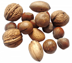 nut png - Free PNG Images | TOPpng