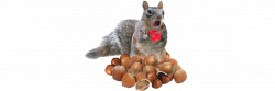 Nuts And Seeds PNG Transparent Nuts And Seeds.PNG Images. | PlusPNG
