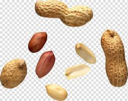 Brown peanut, Peanut Tree nut allergy Food allergy, peanut ...