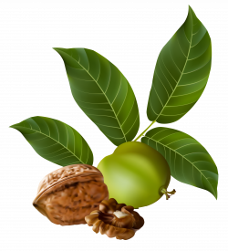 Walnut PNG Clipart Picture | Gallery Yopriceville - High-Quality ...