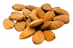 Almond Clipart file - Free Clipart on Dumielauxepices.net