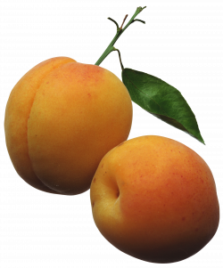 Apricots PNG Clipart Picture | Fruits and vegetables | Pinterest ...