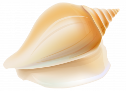 Free photo: Sea shell - seashell, sea, seaside - Non-Commercial ...